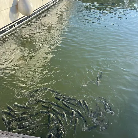 Signora Ruth - Aprilia