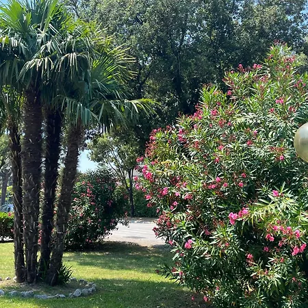 Signora Ruth - Aprilia * 阿普里利亚马利蒂马